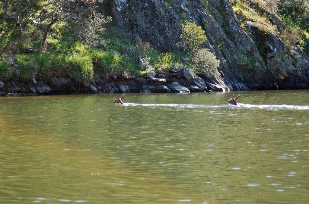 Tejo internacional experiências