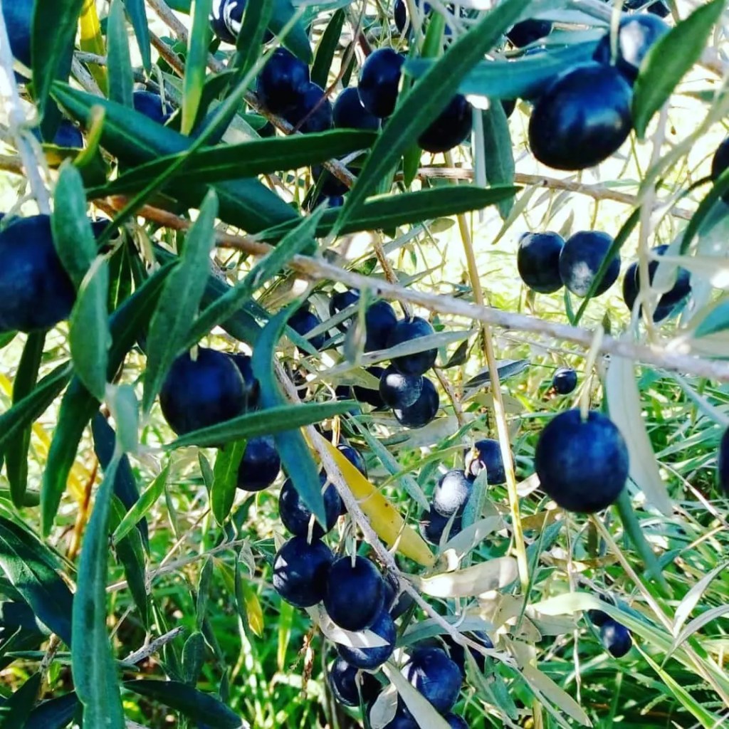 Quinta dos Trevos experiências apanha da azeitona