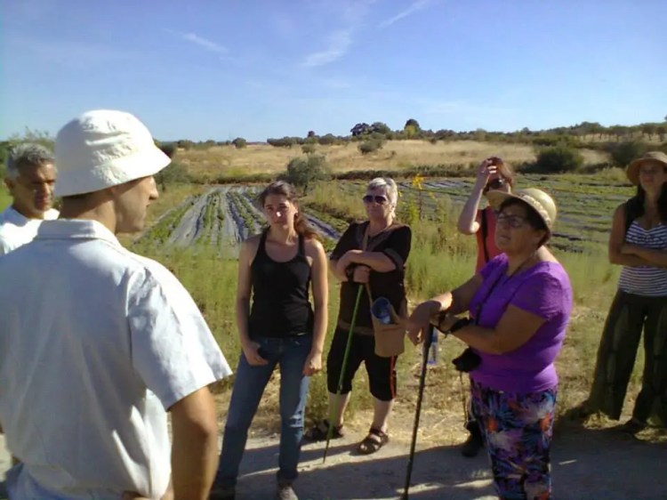 quinta dos trevos evento pedestre