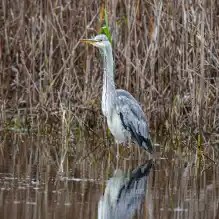Quinta dos Trevos experiências birdwatching pexels-photo-19841413