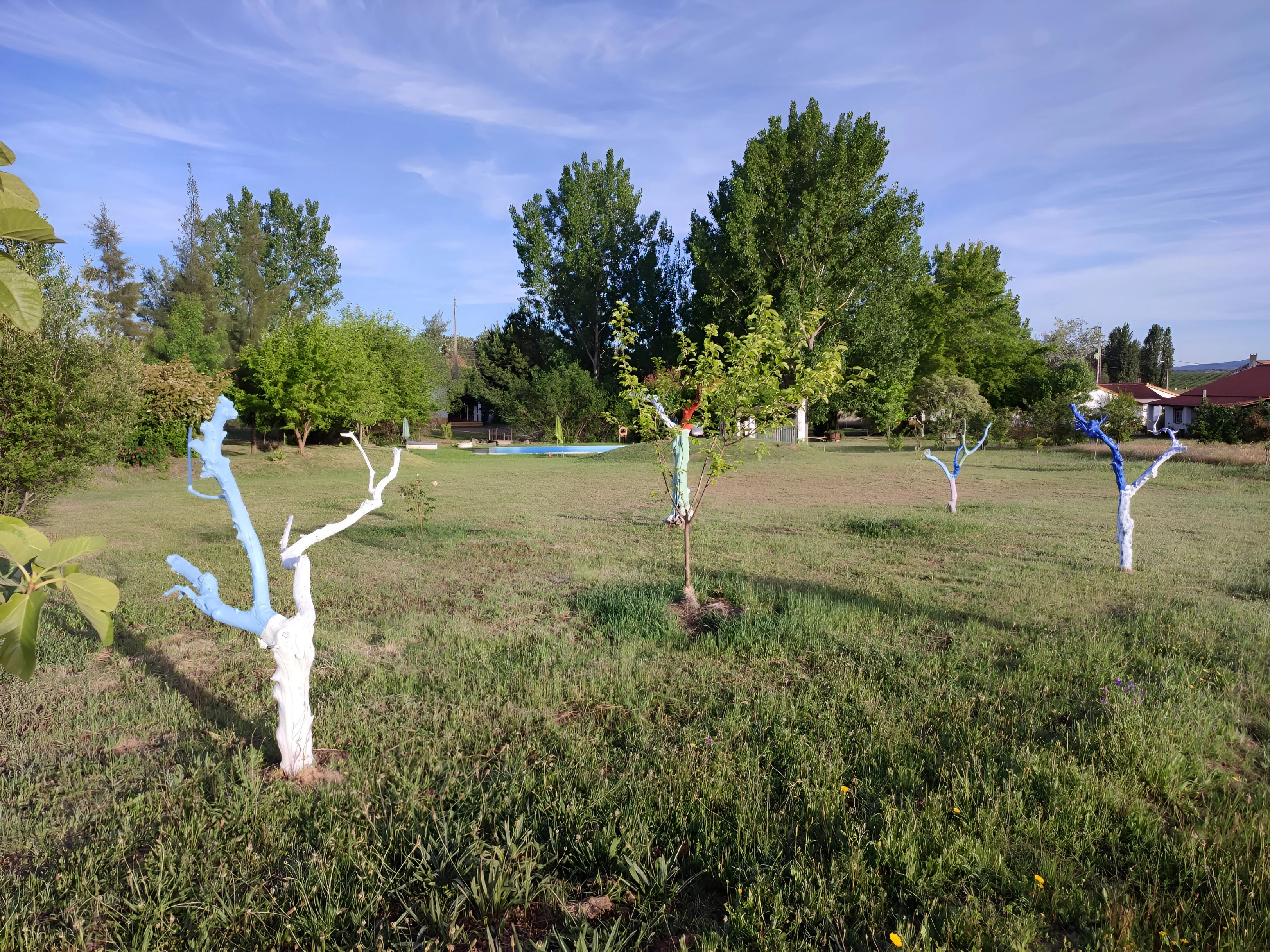 Quinta dos Trevos panorama arvores piscina